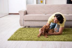 Wheaton property divison attorney for pet custody